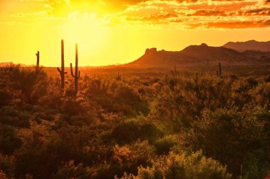 Saguaro kaktüsü ve dağlarla Arizona Çölü manzarası