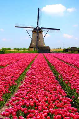 Arkasında Hollanda yel değirmeni olan pembe laleler.
