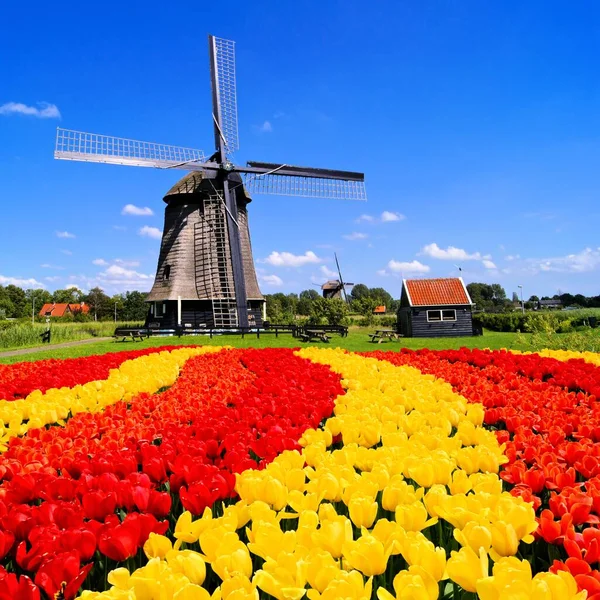 Wibrujące Pola Tulipanów Wiatrakami Tle Holandia — Zdjęcie stockowe