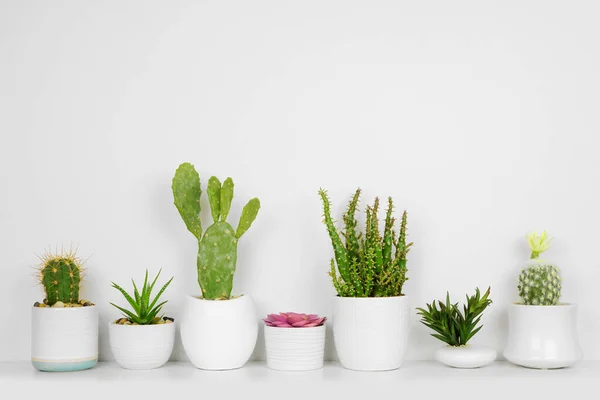 棚の上に家の植物のユニークなセット 連続して成功者とサボテン 白い壁に対する白い棚の側面図 — ストック写真