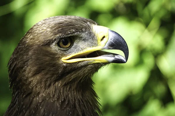 A large bird of prey on a green natural background..