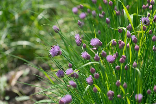 the stems of wild onion with a purple fluffy flowers on blurred background with bokeh