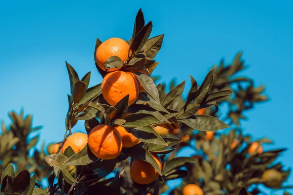 Bright fruit of tangerine on a background of blue sky