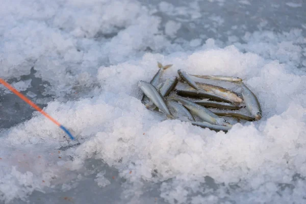 Winter fishing, ice fishing. Vladivostok, Russia