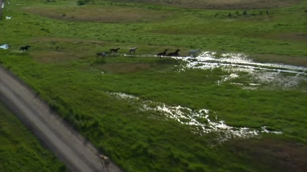 Letecký snímek kovbojové a koní v zeleném údolí — Stock video