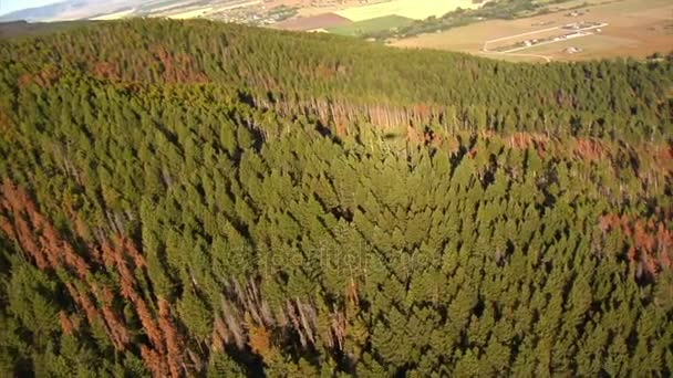 Tembakan udara dari lapangan dan hutan dengan pohon mati — Stok Video