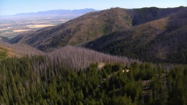 Аэросъемка леса и гор с мертвыми деревьями — стоковое видео