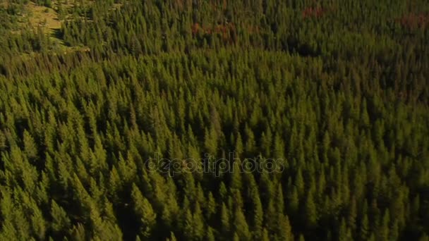 Antenn skott av skog och berg med döda träd — Stockvideo