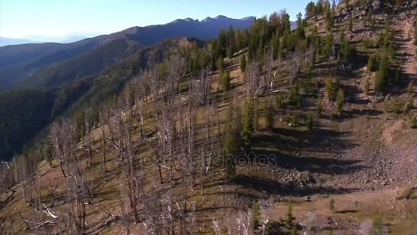 Vue aérienne de la forêt et des montagnes avec des arbres morts 