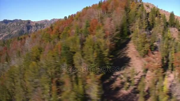 Aerial shot of forest and mountains with dead trees — Stock Video