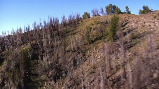 Vue aérienne de la forêt et des montagnes avec des arbres morts 