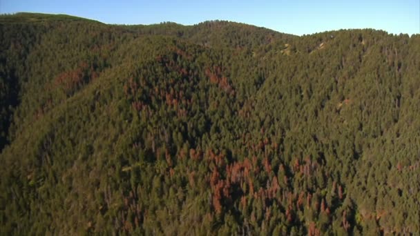 Aerial shot of forest and mountains with dead trees — Stock Video