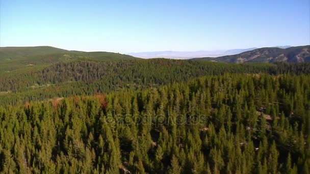 Légi felvétel az erdő és a hegyek, a halott fák — Stock videók