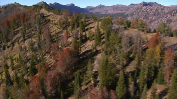 Foto aérea de bosque y montañas con árboles muertos — Vídeo de stock