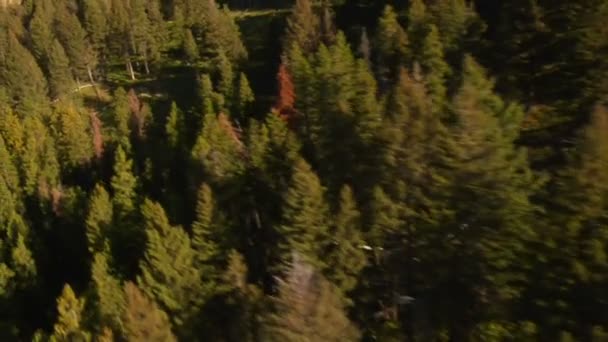 Antenn skott av skog och bergssidan — Stockvideo