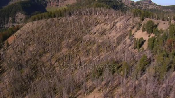 Vue aérienne de la forêt et des montagnes avec des arbres morts 