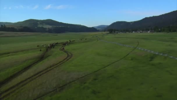 緑の谷で実行している馬の空中ショット — ストック動画