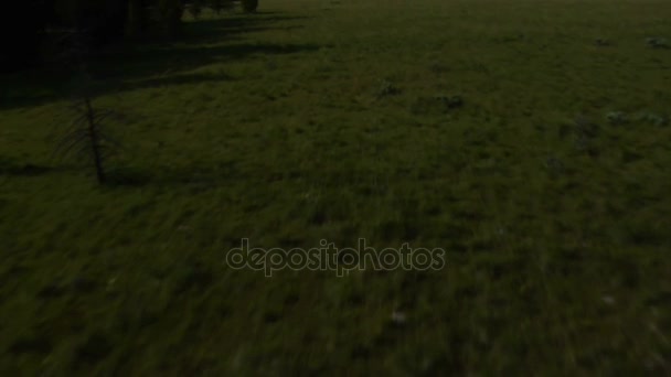 Antenn skott av öppna rangeland med skog och berg — Stockvideo