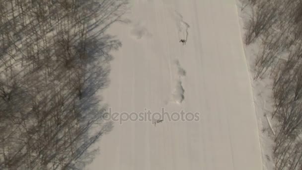 空中拍摄的雕刻的滑雪者 — 图库视频影像