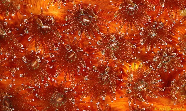 Textura de coral rojo — Stock Photo, Image
