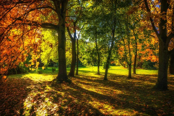 Schöner bunter Herbst. — Stockfoto