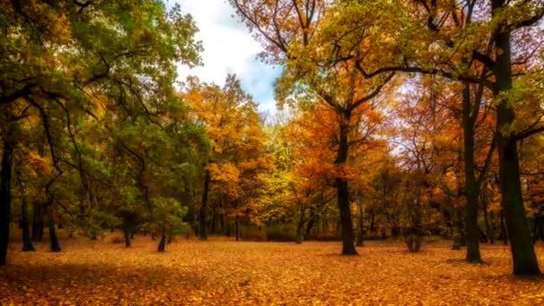 Tid förflutit - hösten skogen. — Stockvideo