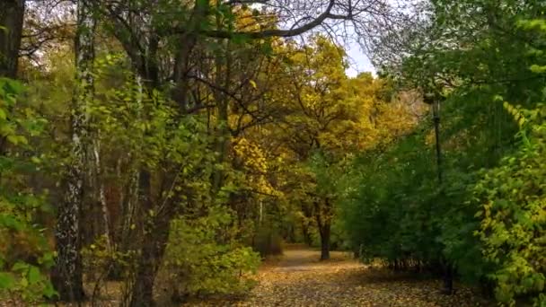 Temps écoulé - forêt d'automne . — Video