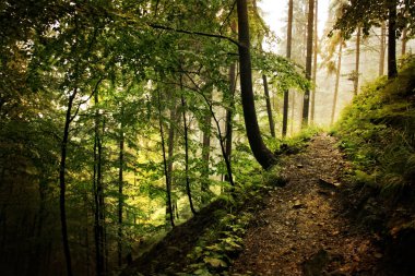 Sonbahar ormanın içinde yürümek.