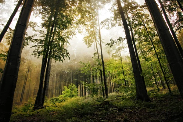 Gå igenom höstens skog. — Stockfoto