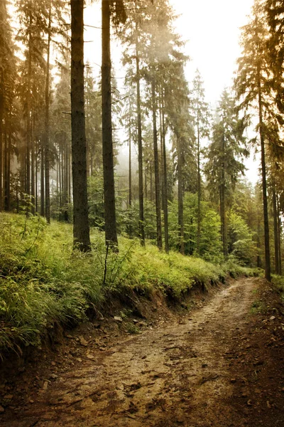 Gå igenom höstens skog. — Stockfoto