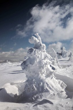 Ağaçlar harika kar rakamları.