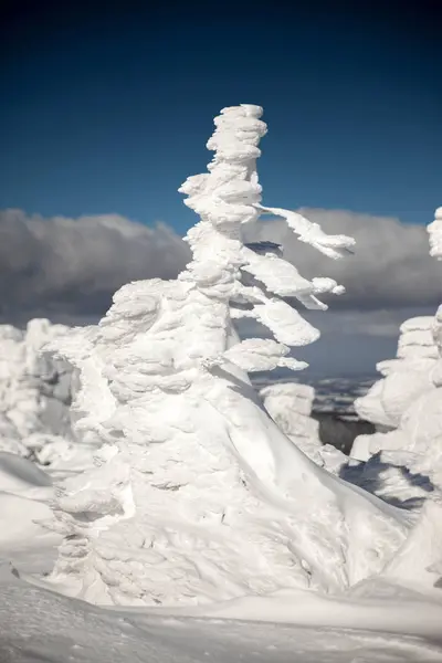 Fantastic snow figures on trees. — Stock Photo, Image