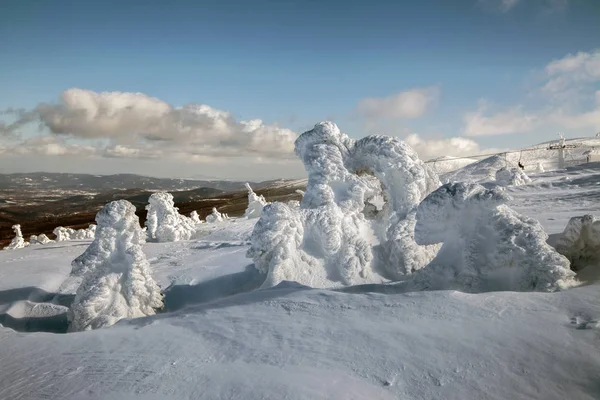 Fantastiche figure di neve sugli alberi . — Foto Stock