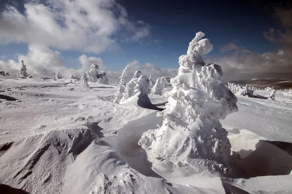 Fantastic snow figures on trees. — Stock Photo, Image