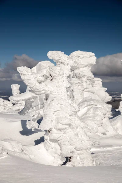 Fantastic snow figures on trees. — Stock Photo, Image