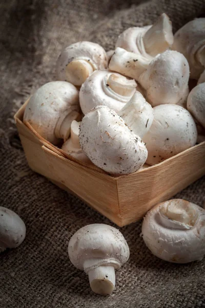 Frisch geerntete Pilze. — Stockfoto