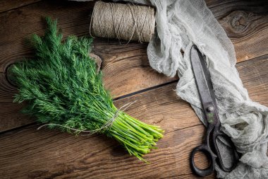 Taze dereotu. Bahçe otlar.