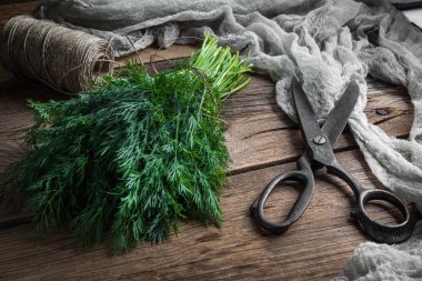 Taze dereotu. Bahçe otlar.