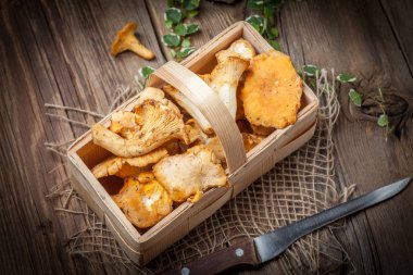 Ormanın taze hasat mantar.