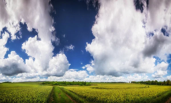 Campo de trigo contra um fundo azul céu . — Fotografia de Stock