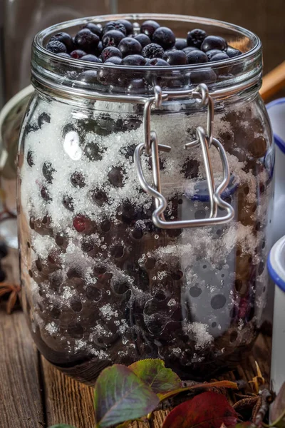 Frutas de chokeberry preto preparadas para processamento . — Fotografia de Stock