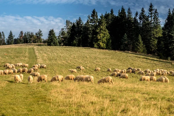 Rebaño de ovejas que pastan. — Foto de Stock