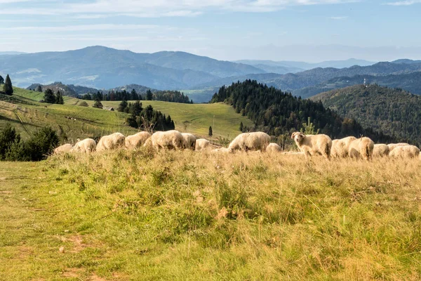 Rebanho de pastoreio de ovinos. — Fotografia de Stock