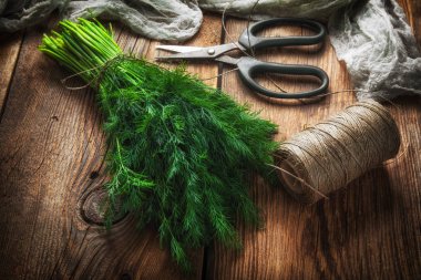 Taze dereotu. Bahçe otlar.