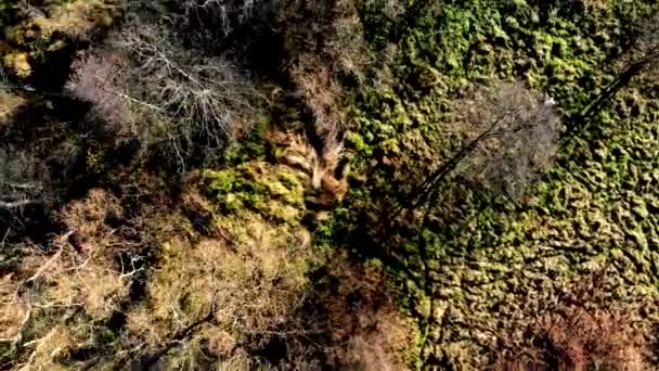Yukarıda Görüleceği Batan Güneşin Işığında Yukarıda Görüleceği Sonbahar Orman — Stok video