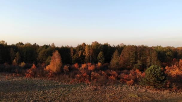 Uma Clareira Florestal Banhada Luz Pôr Sol — Vídeo de Stock