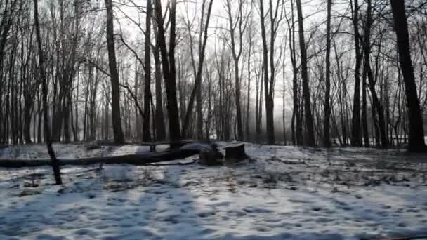 Promenade dans la forêt d'hiver par une journée ensoleillée .