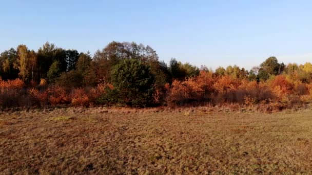 Une clairière de forêt baignée dans la lumière du soleil couchant .