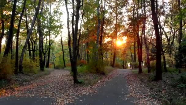 Ondergaande Zon Schijnt Door Bomen Het Park — Stockvideo