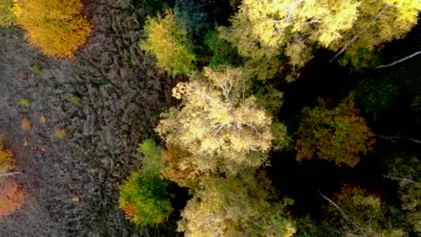 Верхняя Часть Лестницы Красивые Осенние Деревья Желтом Оранжевом Красном Лесу — стоковое видео